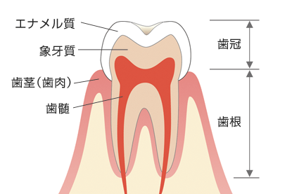 about-teeth